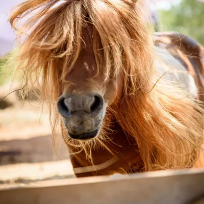 Pony Park Bale